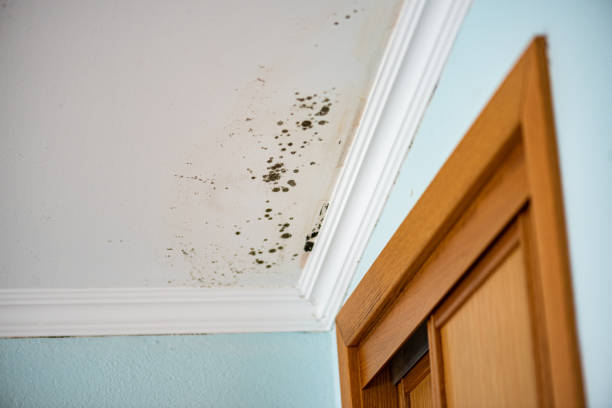 Best Local Mold Removal Service  in Gananda, NY