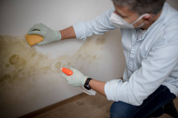 Best Black Mold Removal  in Gananda, NY