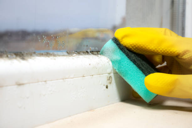Best Affordable Mold Removal  in Gananda, NY