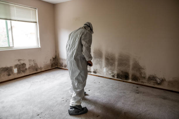 Best Attic Mold Removal  in Gananda, NY
