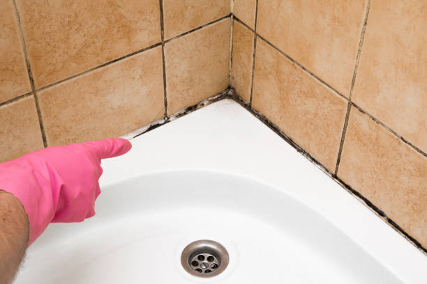 Best Toxic Mold Removal  in Gananda, NY